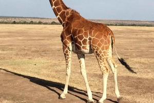 A partir de Nairobi: Safari de 2 dias e 1 noite para a Reserva Ol Pejeta