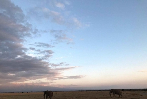 A partir de Nairobi: Safari de 2 dias e 1 noite para a Reserva Ol Pejeta