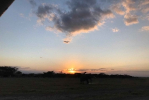 A partir de Nairobi: Safari de 2 dias e 1 noite para a Reserva Ol Pejeta