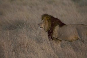 Au départ de Nairobi : Safari en groupe de 3 jours/2 nuits dans le Maasai Mara