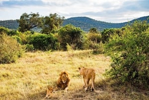 Von Nairobi aus: 3 Tage/2 Nächte Maasai Mara Gruppensafari