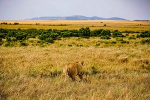 Von Nairobi aus: 3 Tage/2 Nächte Maasai Mara Gruppensafari