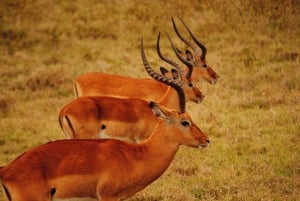 De Nairóbi: Safári em grupo de 3 dias e 2 noites em Maasai Mara