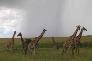 Fra Nairobi: 3-dagers/2-netters Maasai Mara-safari i gruppe