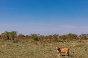 Nairobista: 3 päivän/2 yön Maasai Mara ryhmäsafari