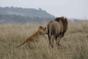 From Nairobi: 3-Day/2-Night Maasai Mara Group Safari