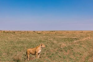 De Nairóbi: Safári em grupo de 3 dias e 2 noites em Maasai Mara