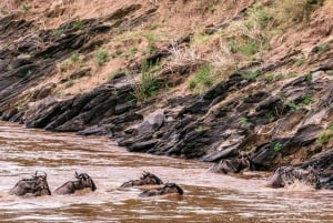 Fra Nairobi: 3-dages/2-nætters Maasai Mara Gruppesafari