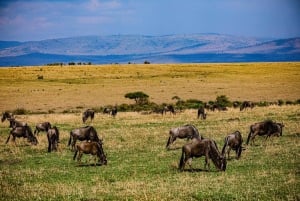 Vanuit Nairobi: 3-Daagse/2-Nacht Maasai Mara Groepssafari
