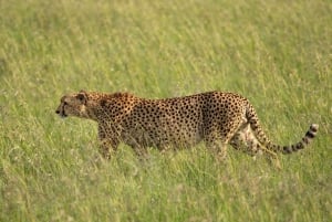 From Nairobi: 3-Day/2-Night Maasai Mara Group Safari