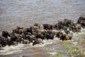 From Nairobi: 3-Day/2-Night Maasai Mara Group Safari