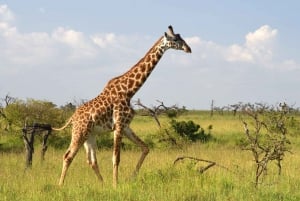 From Nairobi: 3-Day/2-Night Maasai Mara Group Safari