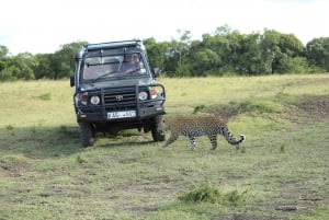 From Nairobi: 3-Day/2-Night Maasai Mara Group Safari