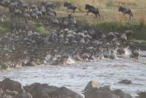 From Nairobi: 3-Day/2-Night Maasai Mara Group Safari