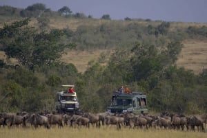 From Nairobi: 3-Day/2-Night Maasai Mara Group Safari