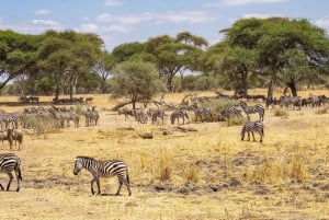 From Nairobi: 3-Day/2-Night Maasai Mara Group Safari