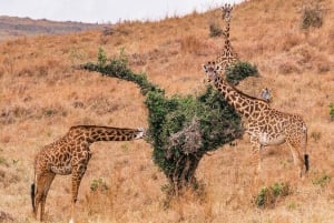 From Nairobi: 3-Day/2-Night Maasai Mara Group Safari