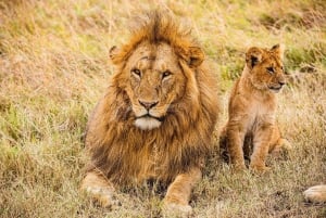 From Nairobi: 3-Day/2-Night Maasai Mara Group Safari