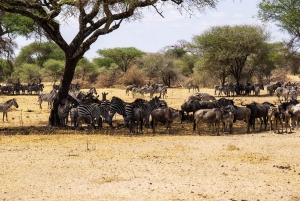 Nairobista: 3 päivän/2 yön Maasai Mara ryhmäsafari