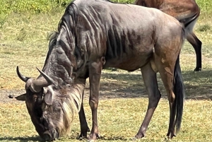 Nairobista: 3 päivän/2 yön Maasai Mara ryhmäsafari