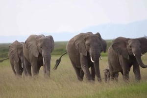 Från Nairobi: 3-dagars safari i nationalparken Amboseli