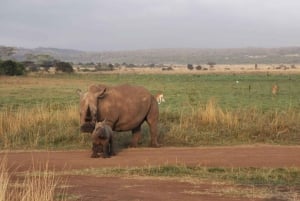 From Nairobi: 3-Day Amboseli National Park Safari