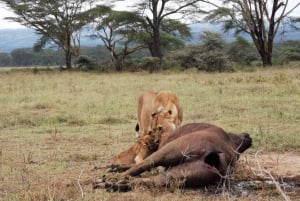 Vanuit Nairobi: 3-daagse safari door het Amboseli National Park