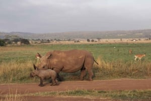 Fra Nairobi: 3-dagers safari i Amboseli nasjonalpark
