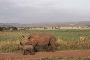 From Nairobi: 3-Day Amboseli National Park Safari