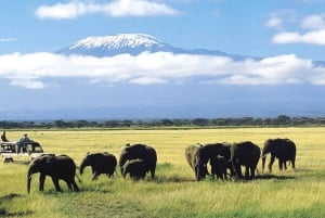 From Nairobi: 3-Day Amboseli National Park Safari