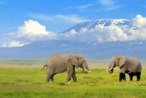 From Nairobi: 3-Day Amboseli National Park Safari