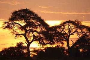 From Nairobi: 3-Day Amboseli National Park Safari