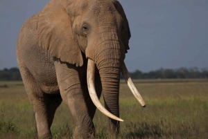 From Nairobi: 3-Day Amboseli National Park Safari