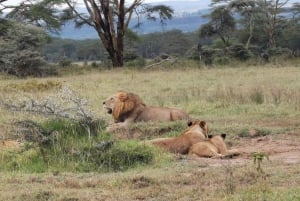 From Nairobi: 3-Day Amboseli National Park Safari