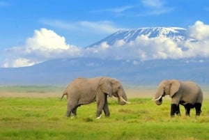 From Nairobi: 3-Day Amboseli National Park Safari