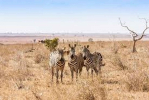 From Nairobi: 3-Day Amboseli National Park Safari