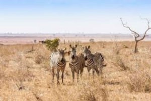 From Nairobi: 3-Day Amboseli National Park Safari