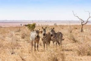 From Nairobi: 3-Day Amboseli National Park Safari