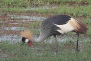 From Nairobi: 3-Day Amboseli National Park Safari