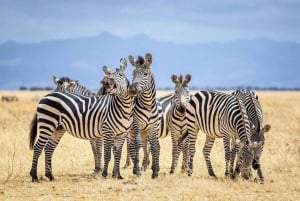 From Nairobi: 3-Day Amboseli National Park Safari