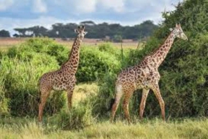From Nairobi: 3-Day Amboseli National Park Safari