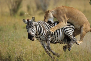 From Nairobi: 3-Day Amboseli National Park Safari