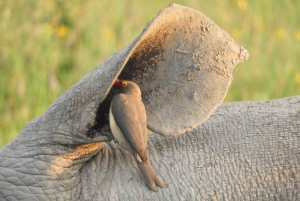 From Nairobi: 3-Day Amboseli National Park Safari