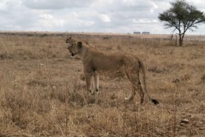 From Nairobi: 3-Day Amboseli National Park Safari