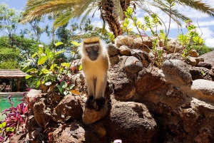 From Nairobi: 3-Day Amboseli National Park Safari