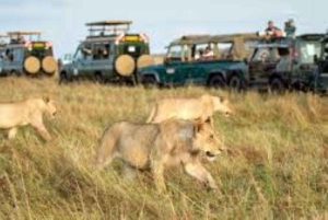 From Nairobi: 3-Day Amboseli National Park Safari