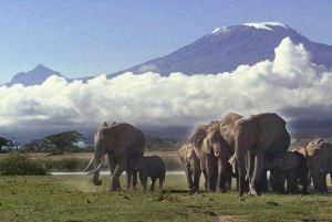 From Nairobi: 3-Day Amboseli National Park Safari