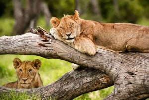 Fra Nairobi: 3-dagers safari i Amboseli nasjonalpark