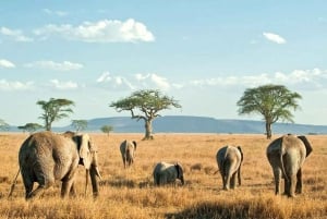 Fra Nairobi: 3-dagers safari i Amboseli nasjonalpark