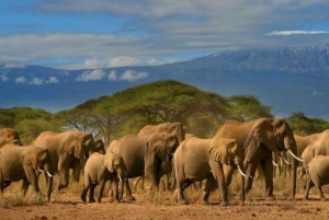 ナイロビ発：3日間アンボセリ国立公園サファリ